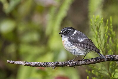 Réunion stonechat